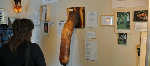 Museu expõe órgãos sexuais masculinos. Museu expõe órgãos sexuais masculinos.
