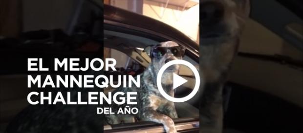 Perro haciendo un Mannequin Challenge Perro haciendo un Mannequin Challenge