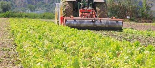 Esenzione IRPEF per i terreni agricoli - agrinotizie.com