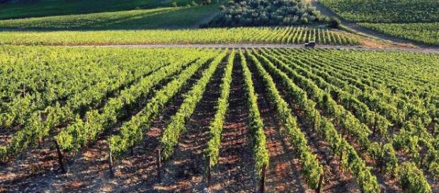 Esonero contributi per nuove anziende agricole nella Legge di Bilancio Esonero contributi per nuove anziende agricole nella Legge di Bilancio