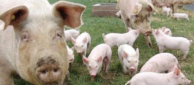Începe căutatul porcilor de Crăciun Începe căutatul porcilor de Crăciun