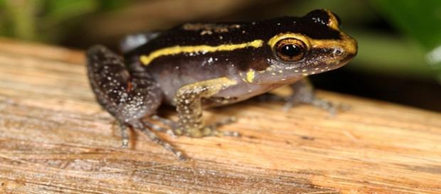 La Lithodytes lineatus, una rana con protector incorporado La Lithodytes lineatus, una rana con protector incorporado