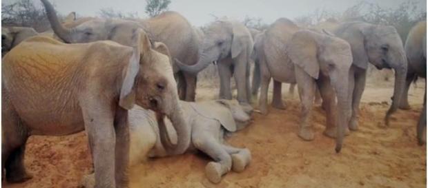 WILD" Saving Africa's Elphants - David Sheldrick Trust / Photo screencap via Charity Film Awards 2016 WILD" Saving Africa's Elphants - David Sheldrick Trust / Photo screencap via Charity Film Awards 2016