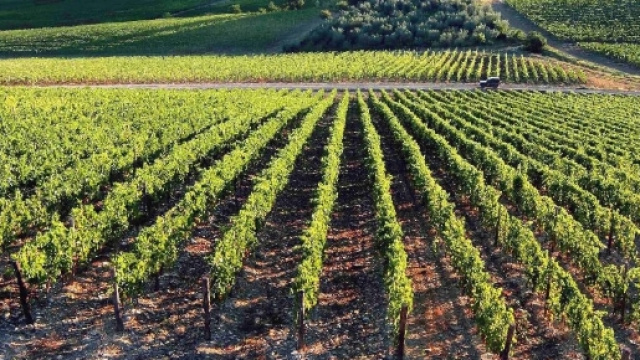 Esonero contributi per nuove anziende agricole nella Legge di Bilancio