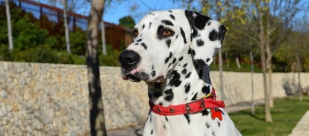 7 raças de cães que dão trabalho na hora de aprender onde fazer as necessidades 7 raças de cães que dão trabalho na hora de aprender onde fazer as necessidades