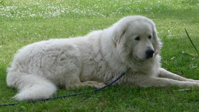 Velletri, pastore maremmano azzanna anziana