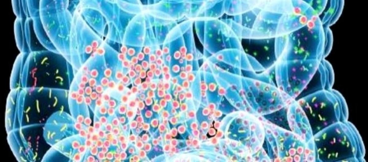 Risultati immagini per flora batterica opportunista