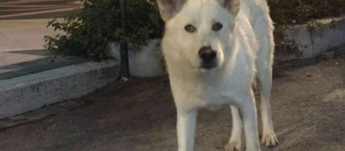Manifestazione a Sangineto, il cane Angelo ucciso una seconda volta dall'omertà