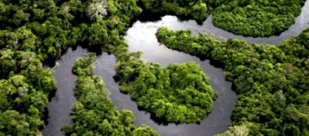 Biodiversidade da Floresta Amazônica. Biodiversidade da Floresta Amazônica.