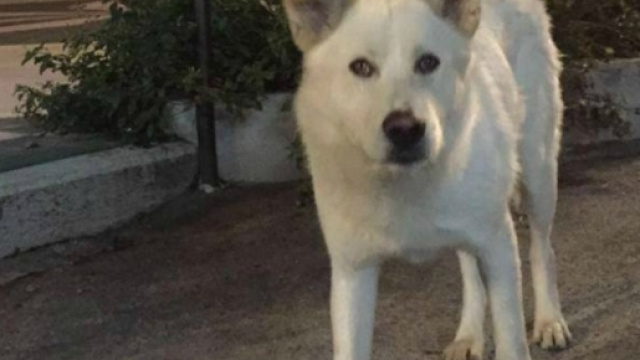Manifestazione a Sangineto, il cane Angelo ucciso una seconda volta dall'omert&agrave;