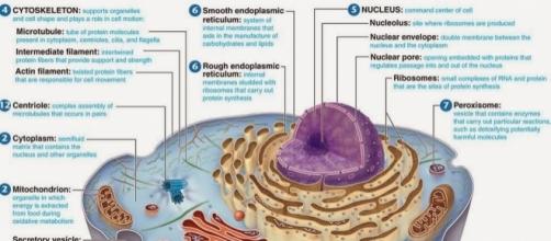 Las células son los elementos esenciales de la vida. En la imagen, una célula eucariota.