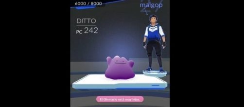 Pokémon GO: esto ocurre si utilizas a Ditto en un gimnasio pokémon