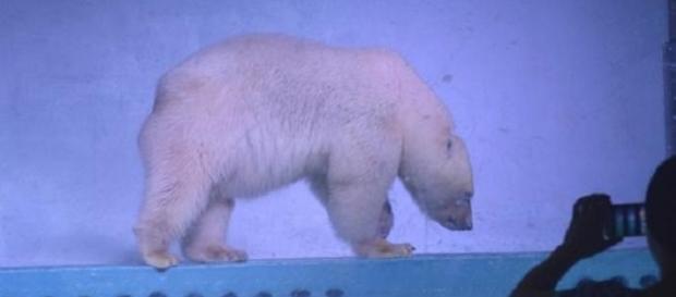 El este CEL MAI TRIST urs polar din lume. Îl cheamă Pizza - foto BBC El este CEL MAI TRIST urs polar din lume. Îl cheamă Pizza - foto BBC