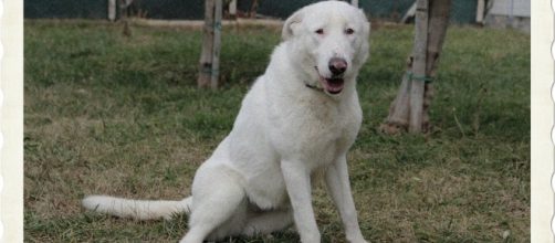 L'ex proprietario del cane si è beccato una bella denuncia per abbandono di animale.