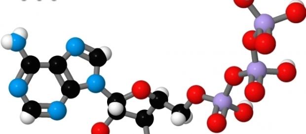 La molécula de ATP es el combustible básico de toda célula La molécula de ATP es el combustible básico de toda célula