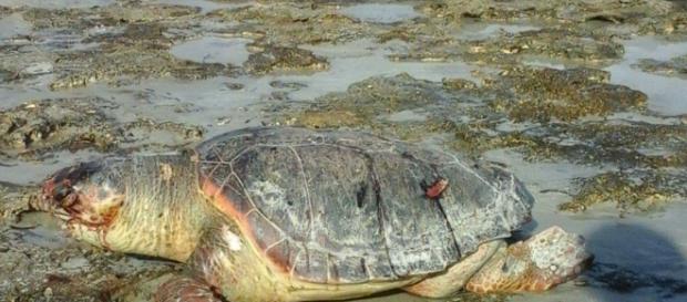 Una tartaruga ritrovata nel Salento. Una tartaruga ritrovata nel Salento.