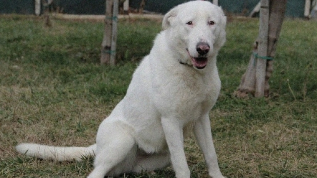 L'ex proprietario del cane si &egrave; beccato una bella denuncia per abbandono di animale.