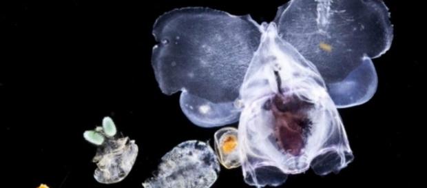 El placton permanece como un gran cajón de sastre sin explorar por la ciencia El placton permanece como un gran cajón de sastre sin explorar por la ciencia
