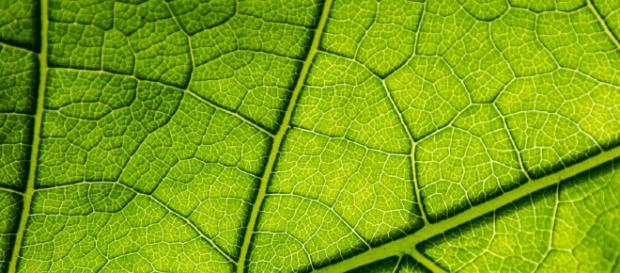 La fotosíntesis es el proceso generado por los cloroplastos de las células eucariotas vegetales. La fotosíntesis es el proceso generado por los cloroplastos de las células eucariotas vegetales.
