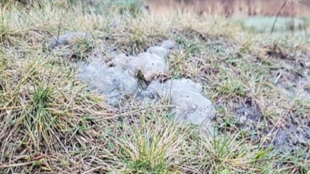 La foto della 'melma aliena' scattata dal testimone