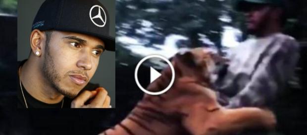 Hamilton vai brincar com tigre, mas algo inesperado acontece Hamilton vai brincar com tigre, mas algo inesperado acontece