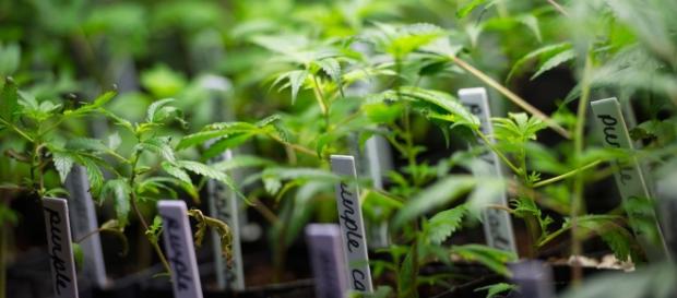 How Big Alcohol Is About to Get Rich Off California Weed ... - politico.com How Big Alcohol Is About to Get Rich Off California Weed ... - politico.com