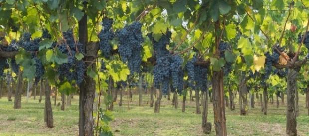 Wein aus Italien - Rotweintrauben vor der Lese Wein aus Italien - Rotweintrauben vor der Lese