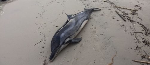 Ritrovato un delfino morto in spiaggia.