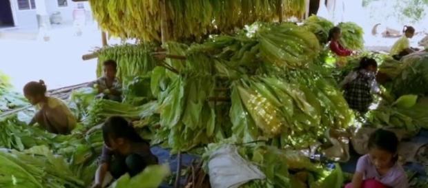 Amnesty International acuză mai multe companii că profită de munca copiilor Amnesty International acuză mai multe companii că profită de munca copiilor