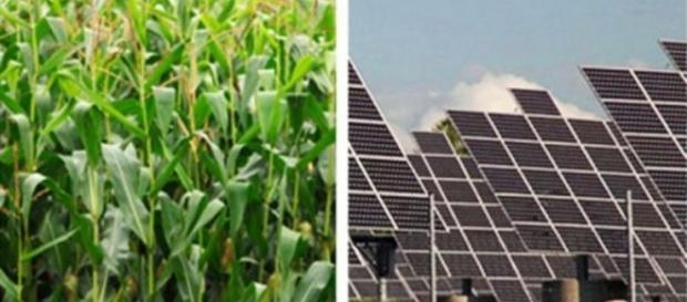 Are plants more efficient than solar panels?.... - tgdaily.com Are plants more efficient than solar panels?.... - tgdaily.com