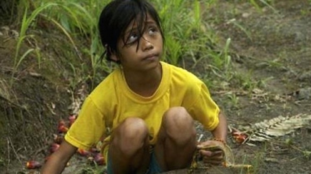 Bambina lavoratrice in una delle piantagioni di palme produttrici dell'olio di palma