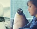 John Lewis Christmas Advert 2016 - What's it about and when will it be released?