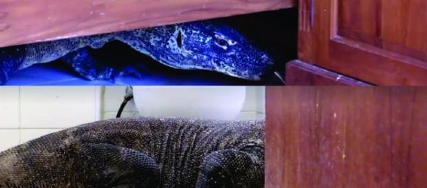 Dragão-de-komodo encontrado na Indonésia Dragão-de-komodo encontrado na Indonésia