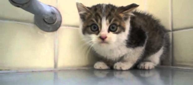 El lema de todo gato es: Agua no porfavor!! El lema de todo gato es: Agua no porfavor!!