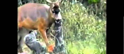 Deer Attacks Hunter. Photo: Blasting News Library- YouTube - youtube.com
