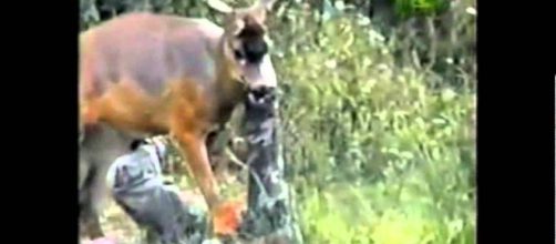 Deer Attacks Hunter. Photo: Blasting News Library- YouTube - youtube.com