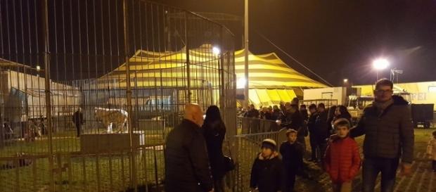 Italian fans flock to Circo Moira Orfei to see the tigers on Thomas Chipperfield's first night Italian fans flock to Circo Moira Orfei to see the tigers on Thomas Chipperfield's first night