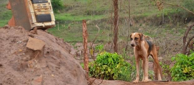 Região de Paracatu, Minas Gerais, destruída pelas águas mortíferas da mineradora Samarco Região de Paracatu, Minas Gerais, destruída pelas águas mortíferas da mineradora Samarco