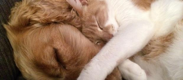 Dose de fofura: amizades improváveis entre animais Dose de fofura: amizades improváveis entre animais