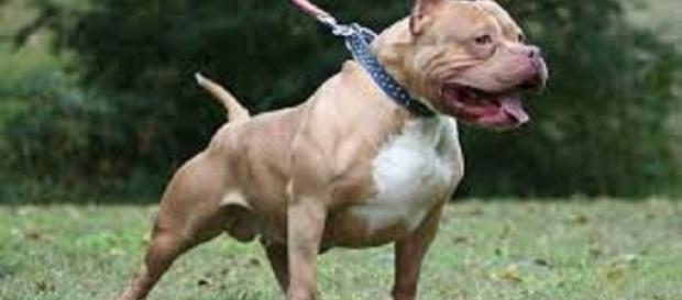 Os cães atacaram as crianças e deixaram uma delas em estado grave Os cães atacaram as crianças e deixaram uma delas em estado grave