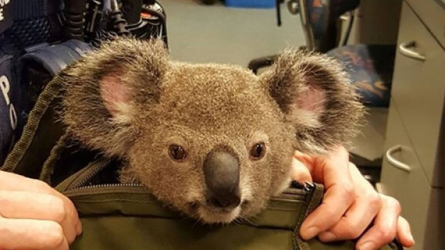 Qualcosa da dichiarare?&raquo; e la donna consegna la borsa con un koala ... - corriere.it