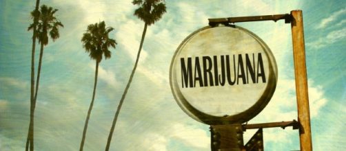 In California promossa legalizzazione della cannabis per uso ricreativo - lafogliamagazine.it