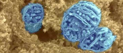 Mitocondri fotografati al microscopio elettronico (Wellcome Trust)