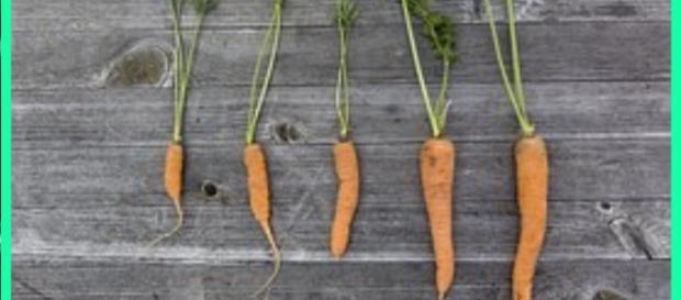 La FAO élabore des plans de sauvegarde de l'agriculture pour lutter notamment contre les excès (surconsommation et sous-alimentation) La FAO élabore des plans de sauvegarde de l'agriculture pour lutter notamment contre les excès (surconsommation et sous-alimentation)