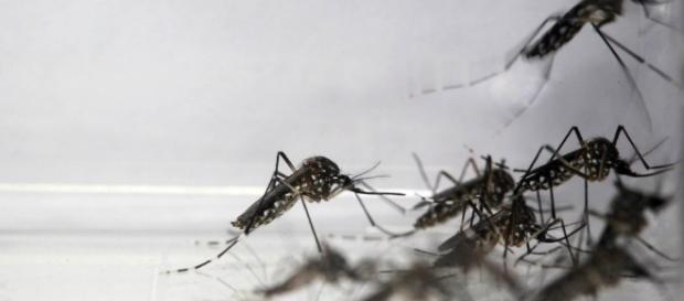 Mayaro é mais um vírus transmitido pelo Aedes aegypti Mayaro é mais um vírus transmitido pelo Aedes aegypti