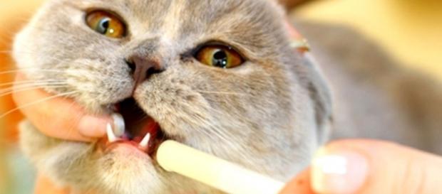Piante, fiori, erbe tossiche per i gatti - tuttosuigatti.it Piante, fiori, erbe tossiche per i gatti - tuttosuigatti.it