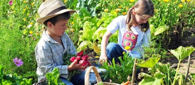 Recommandation : Jardiner sans pesticides Recommandation : Jardiner sans pesticides