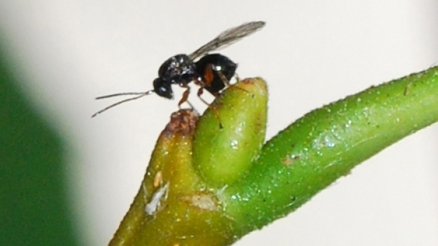 Il cinipide, la cosiddetta "vespa cinese"