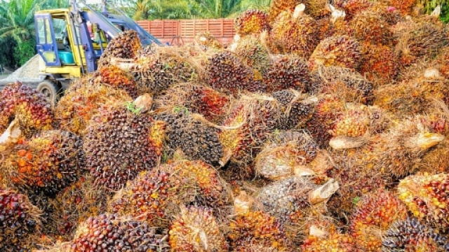 La produzione di olio di palma causa una deforestazione eccessiva. Un prezzo troppo alto per l'intero pianeta.