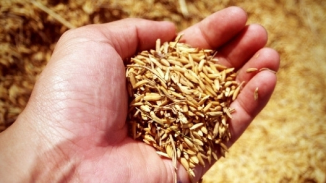 Sostegno agli investimenti nelle aziende agricole